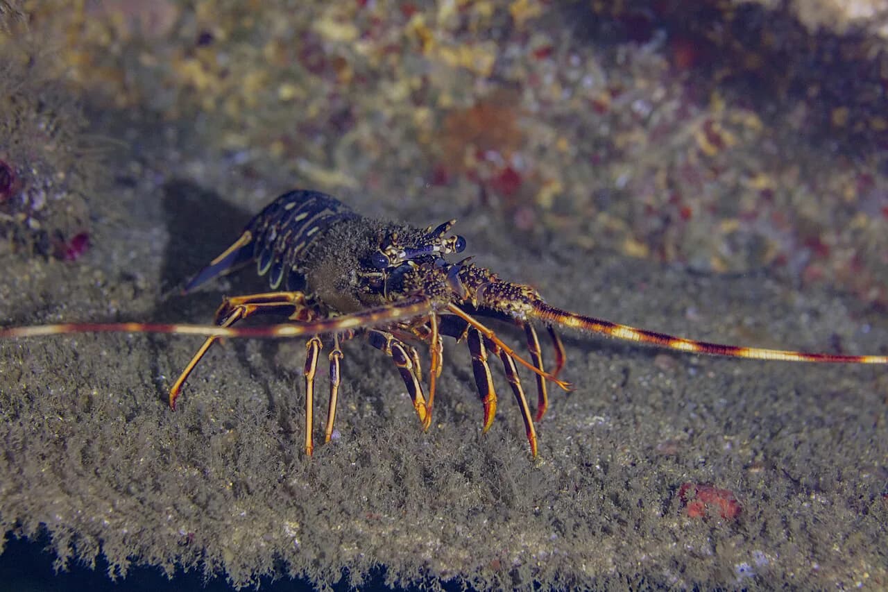 Adriatic Lobster: What It Is and How It Reaches the Plate