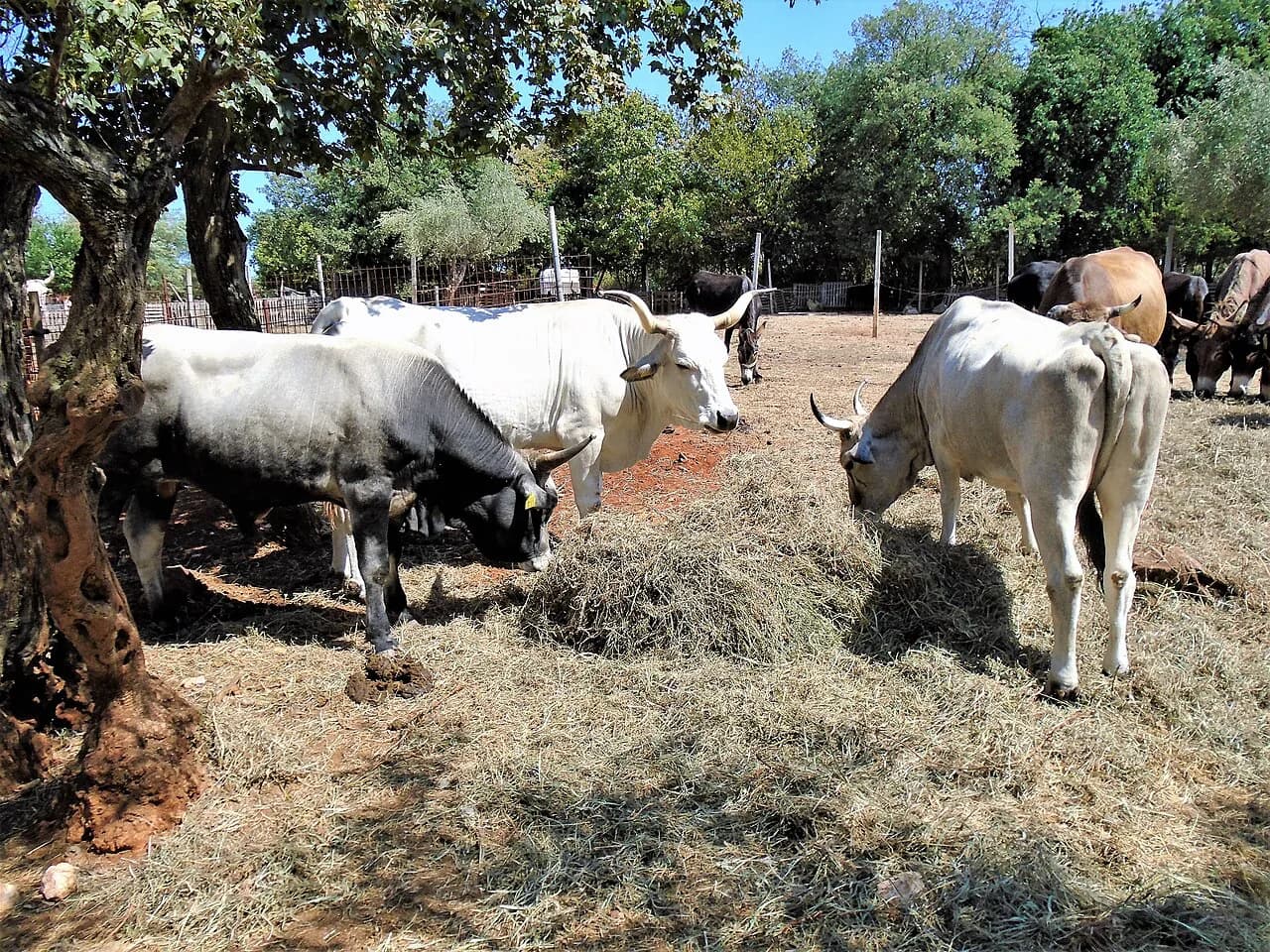 Boškarin: Istria's Grey Ox and What the Meat Tastes Like