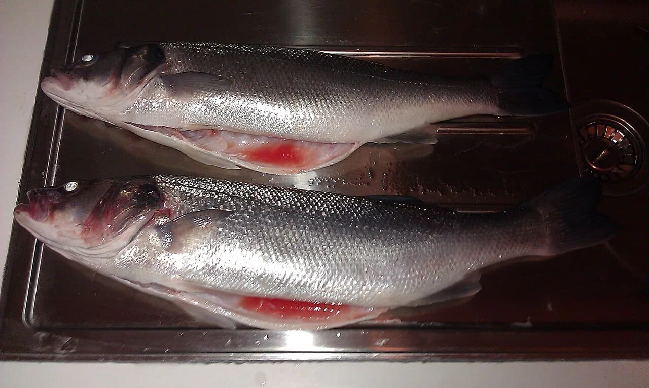 Brancin: Croatia's Sea Bass and How to Order It