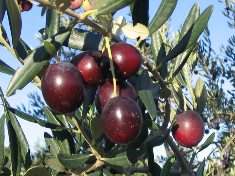 Croatian Olives: Varieties, Regions and the Olive Oil to Buy