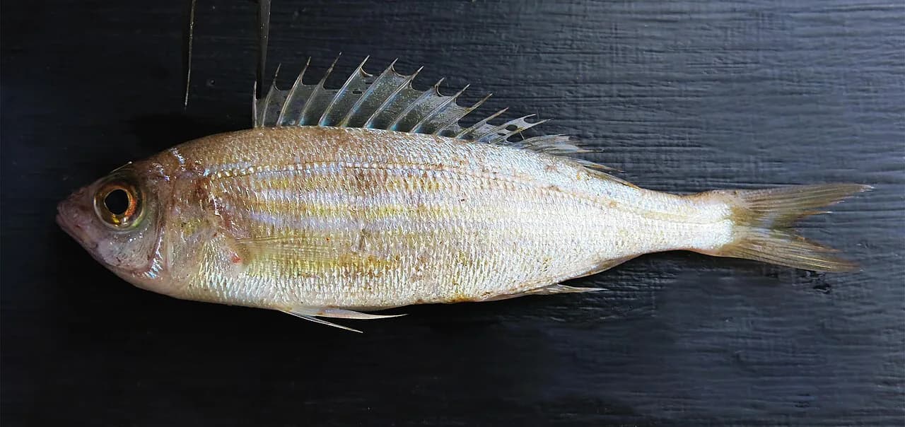 Girice: What They Are and How They're Cooked and Served in Croatia