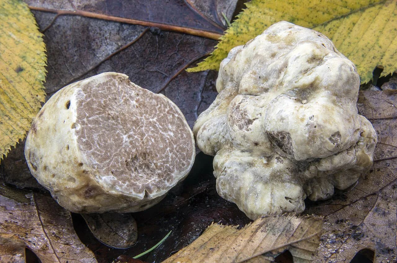 Croatian Truffles: Istria's Season, Types and Dishes