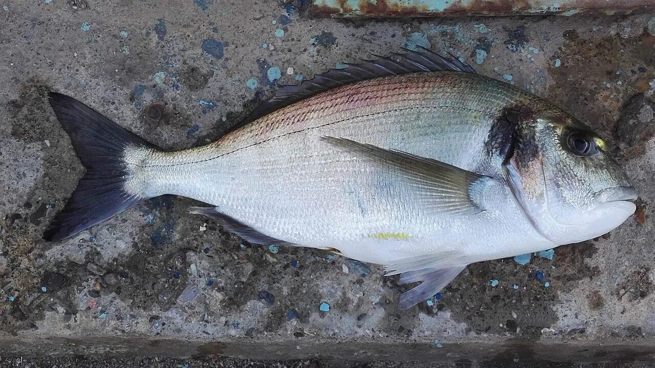Orada: What Gilt-Head Bream Is and How It's Served in Croatia