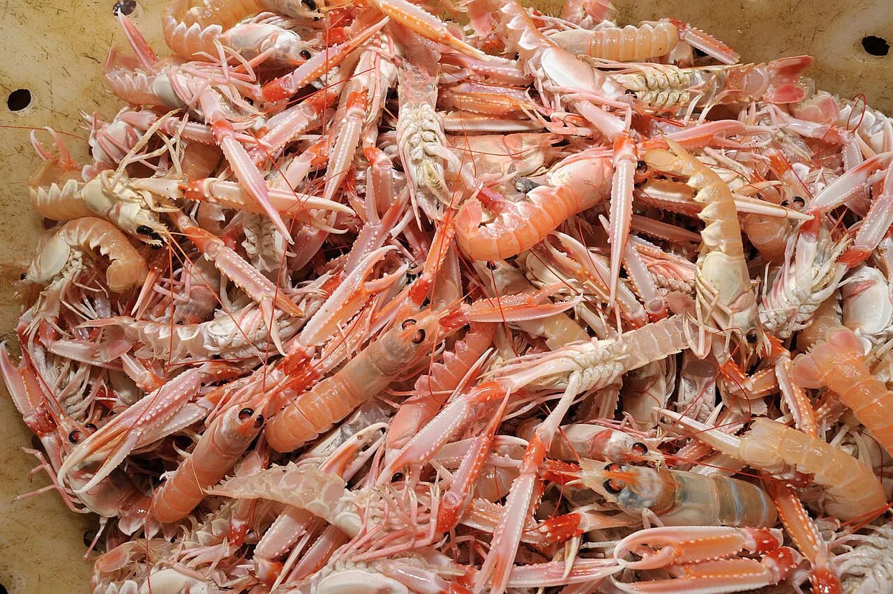Kvarner Scampi: What They Are and How to Order Them