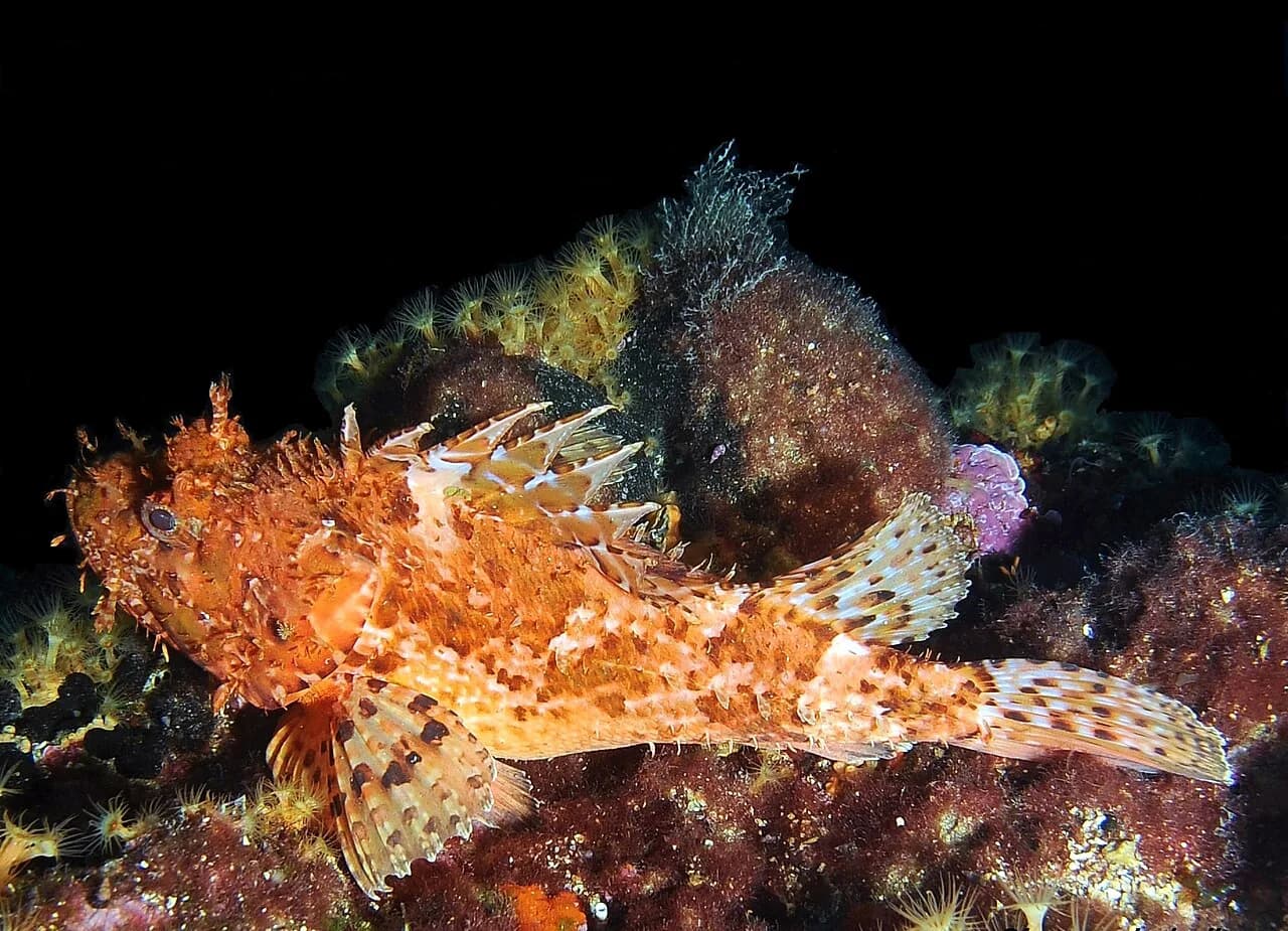 Škrpina: How to Order Croatia's Scorpionfish