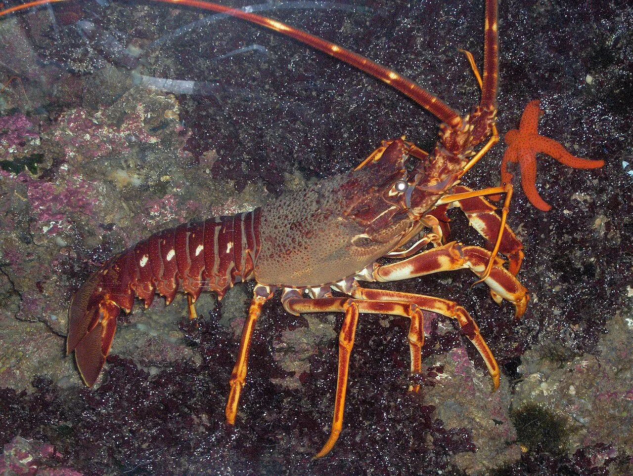 A European spiny lobster (Palinurus elephas).
