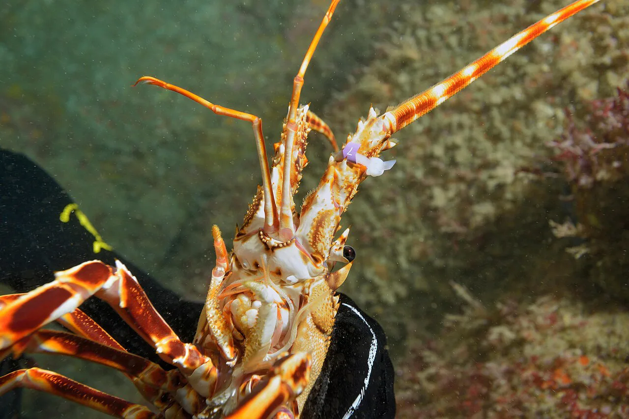 A European spiny lobster (Palinurus elephas) tagged off Ouessant, France.