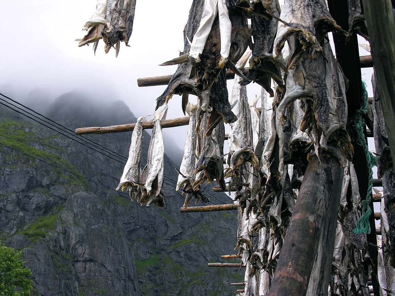 Stockfish hanging to dry in Lofoten, Norway.