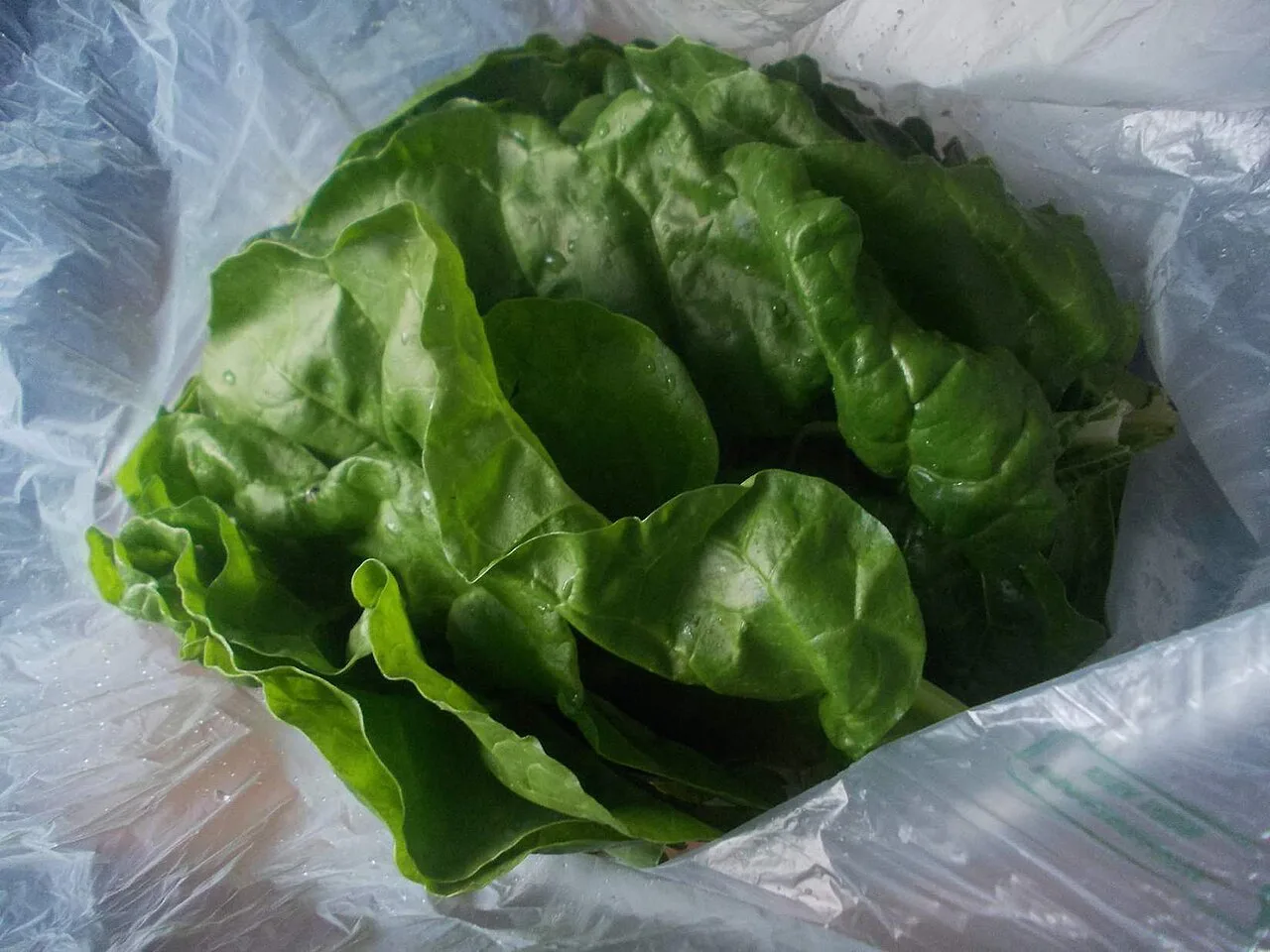 Fresh Swiss chard leaves.