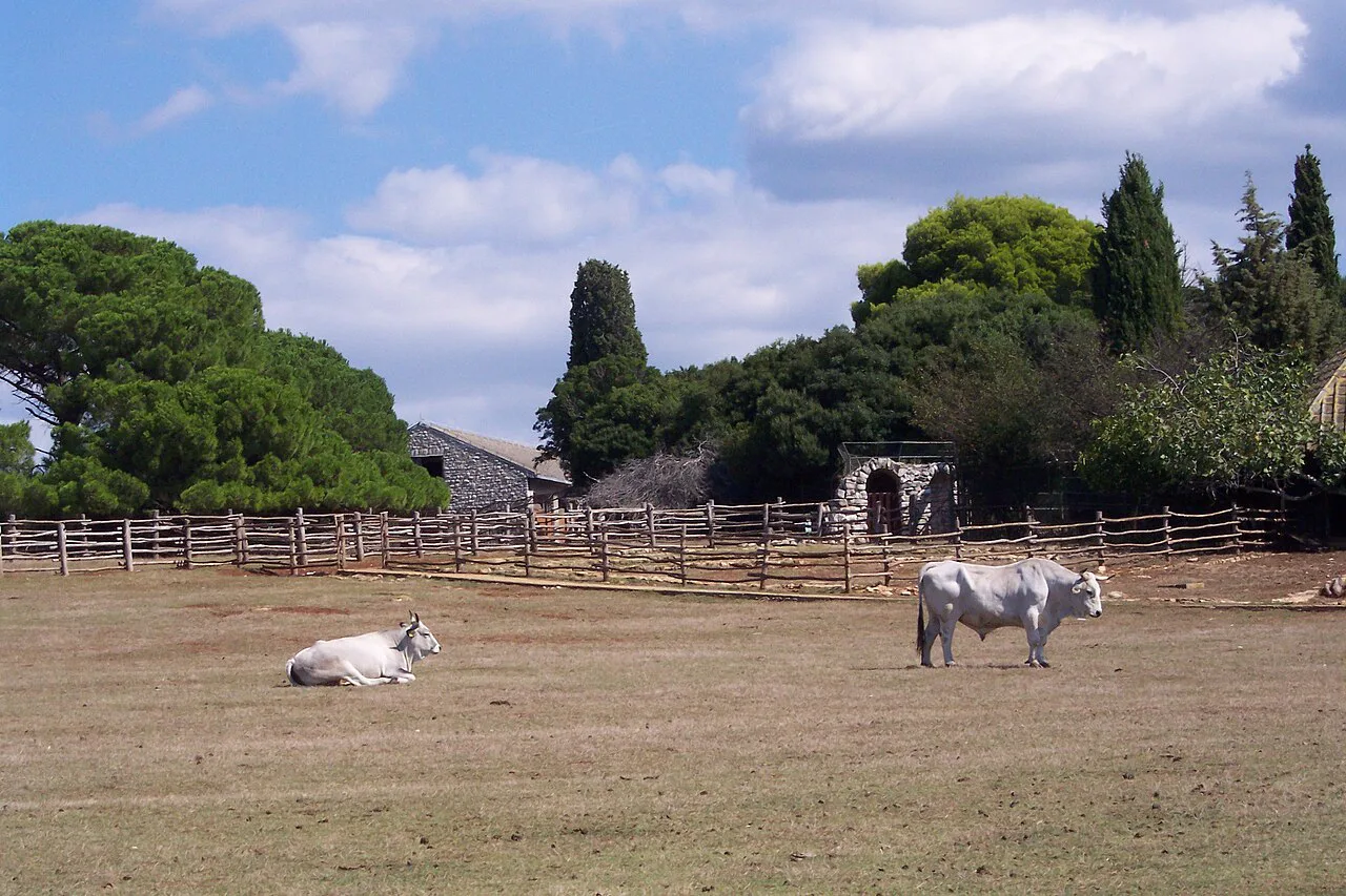 Boškarin oxen grazing on Brijuni.