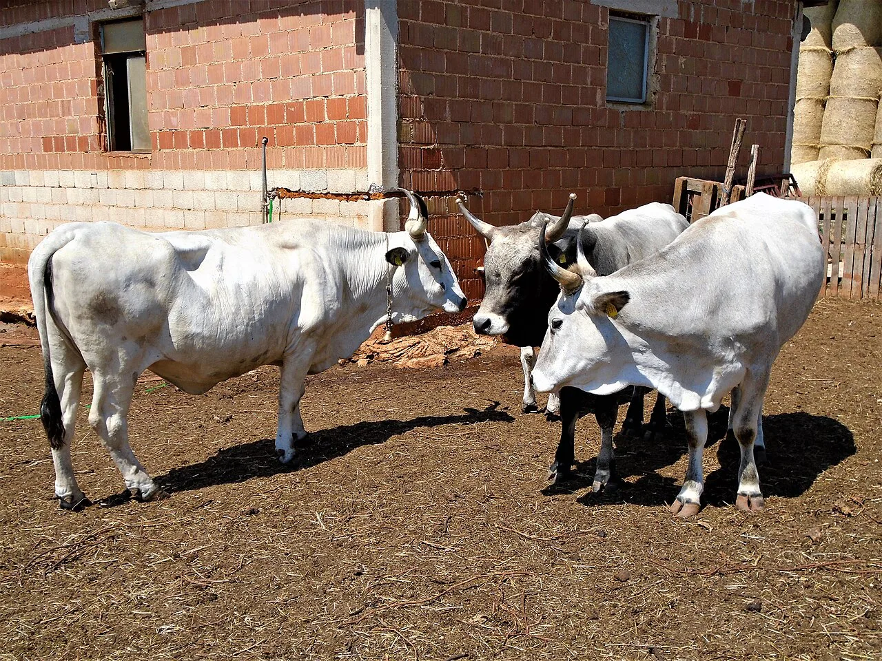 Boškarin cattle in a farmyard.