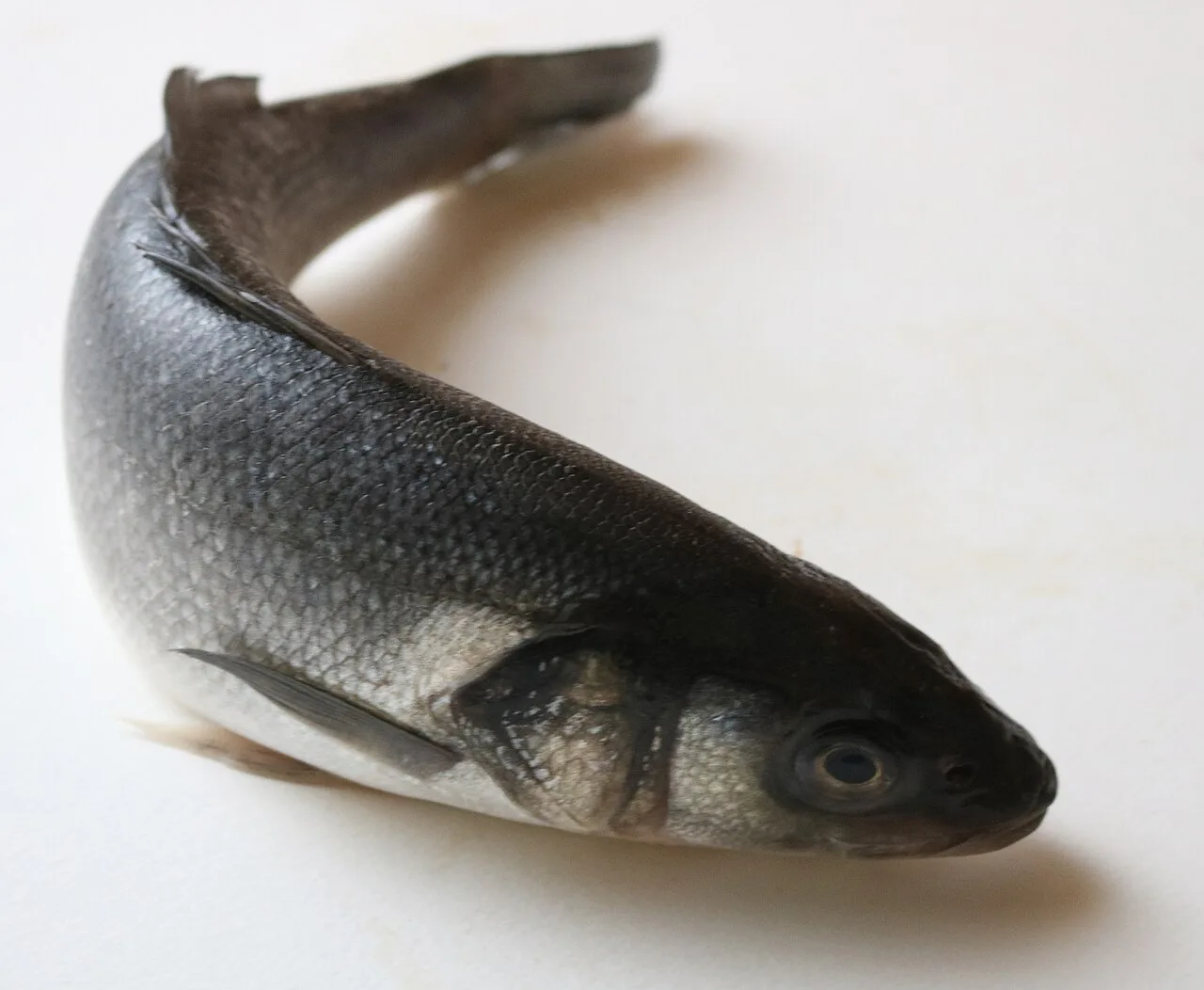 A whole European sea bass.