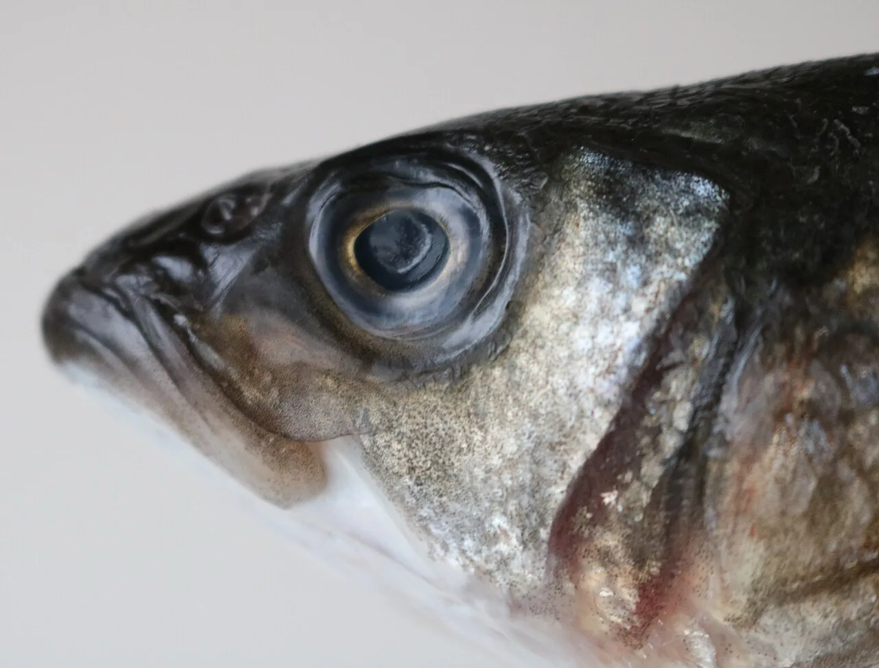 A European sea bass, known in Croatia as brancin.
