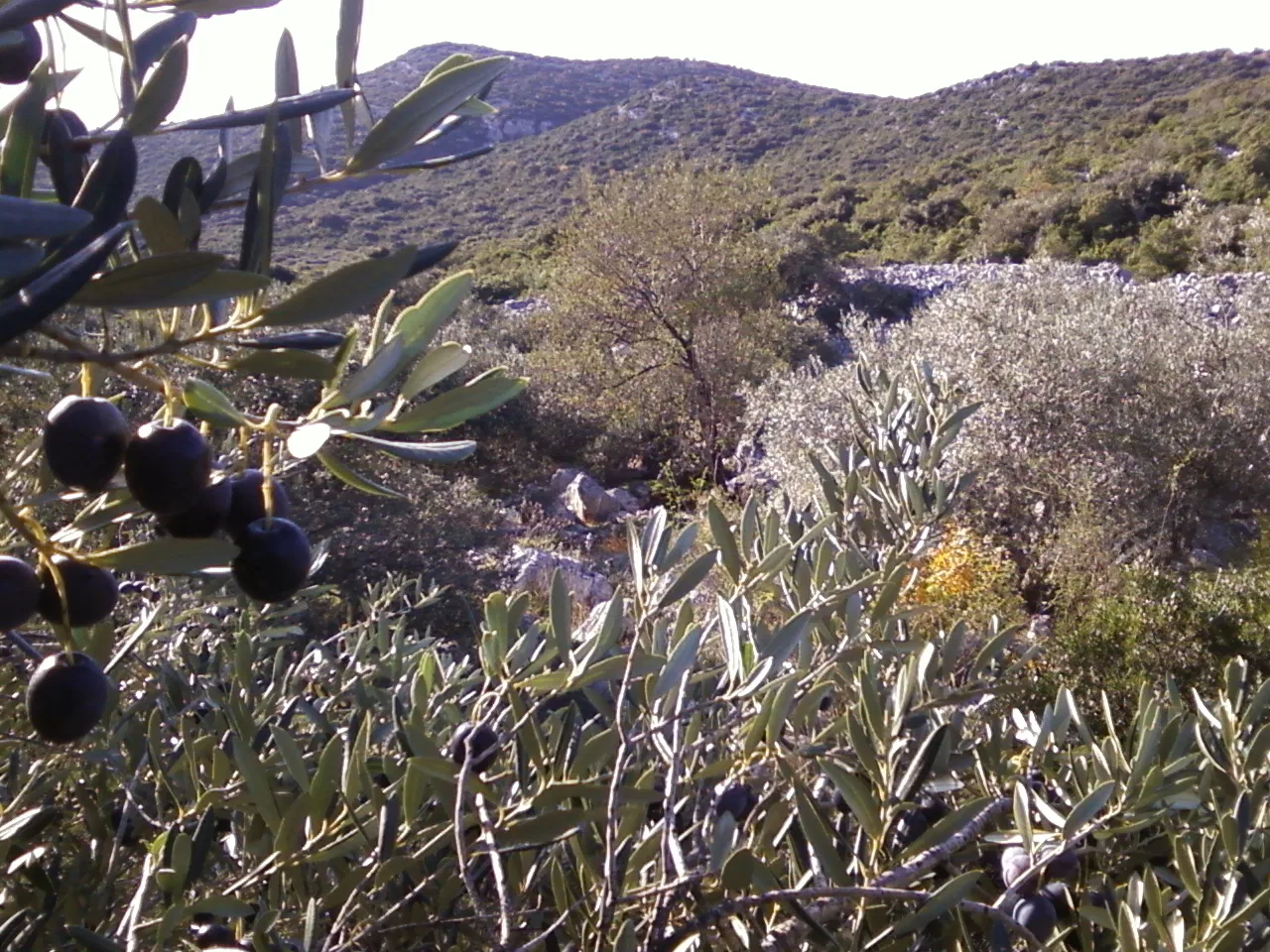 Olives on the branch in Croatia.