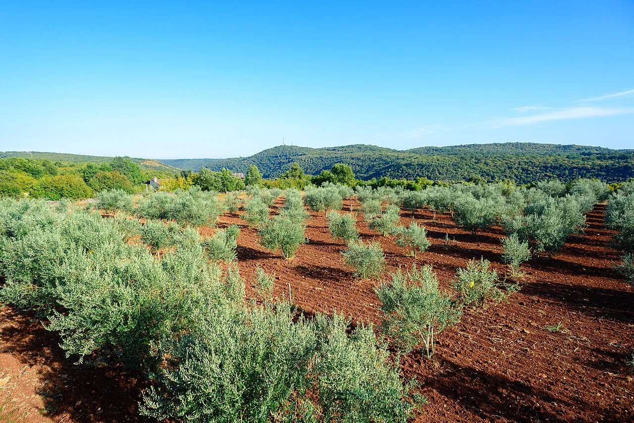 A young olive grove in Croatia.