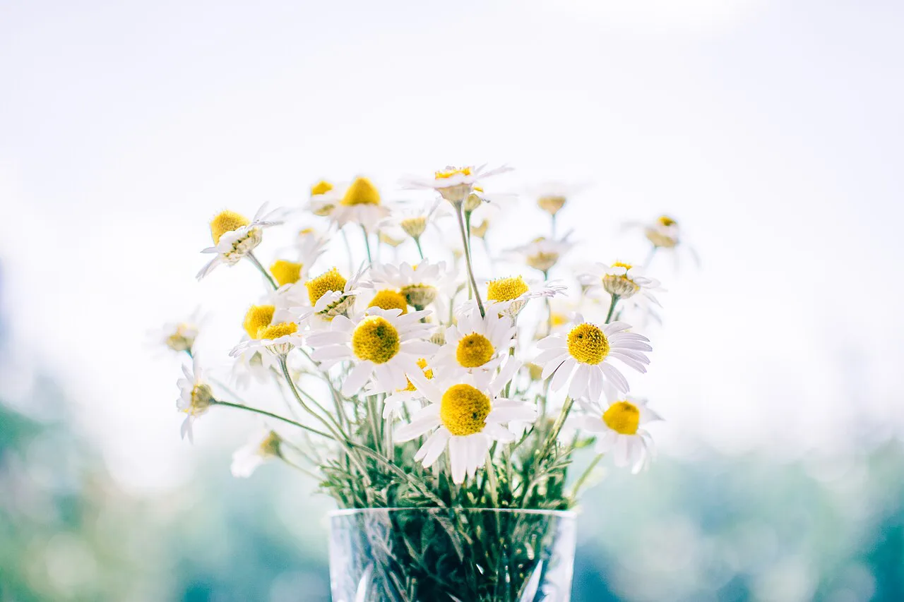 Freshly cut chamomile flowers.