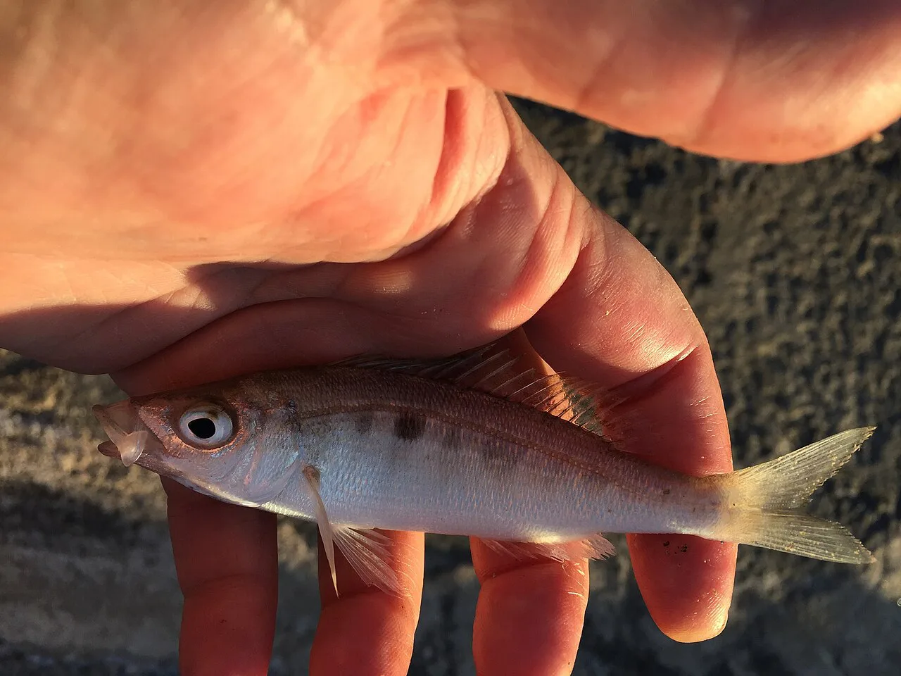 A picarel caught at Kaštela.