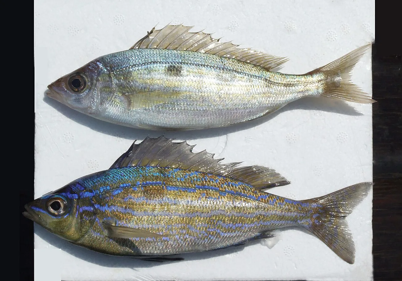 Fresh picarel, the small fish fried whole as girice.