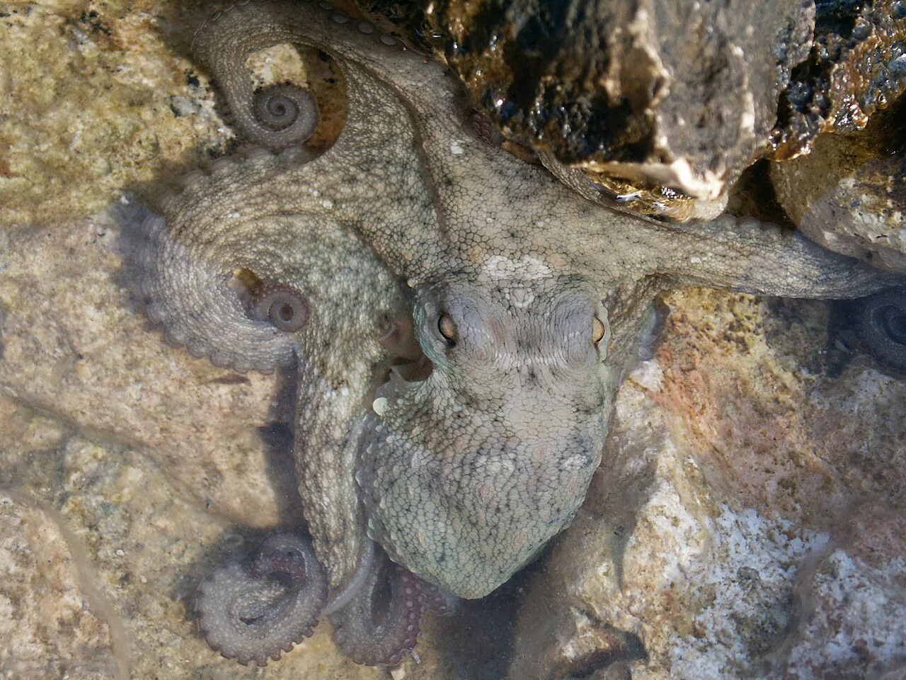 A young octopus in the sea off Hvar.