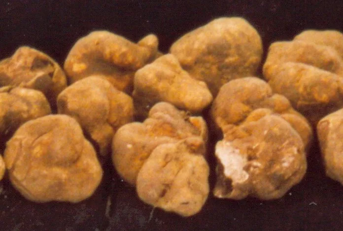 White truffles.