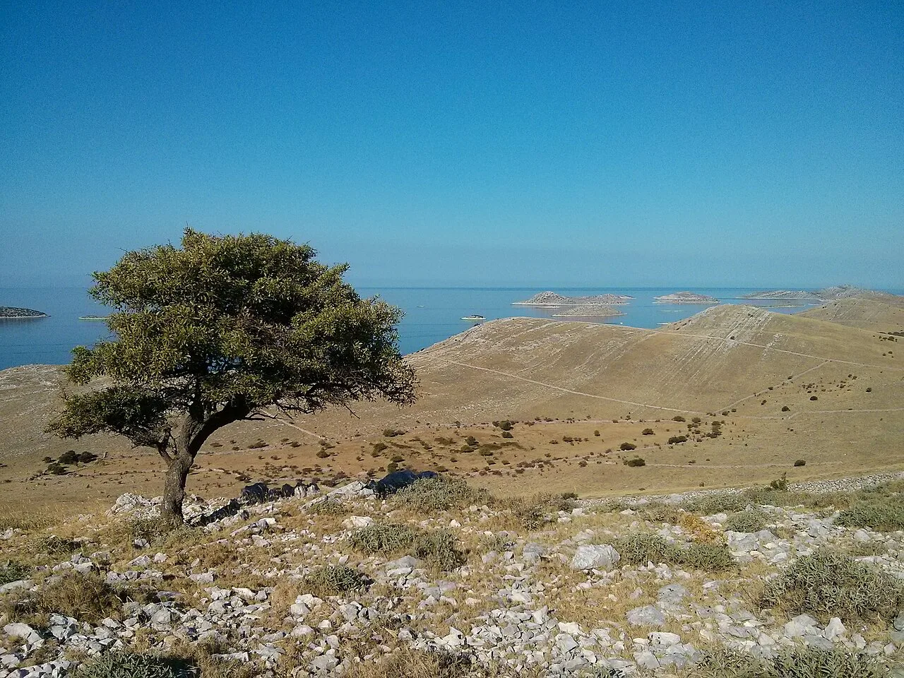 A lone tree on Kornat near Vrulje.