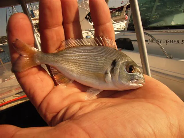 A young gilt-head bream (orada) caught in Dalmatia.