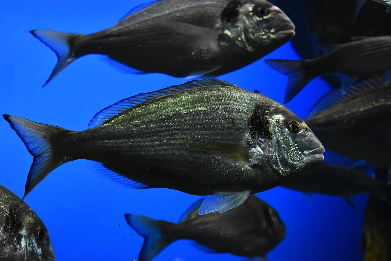 Gilthead sea bream (orada) in an aquarium.