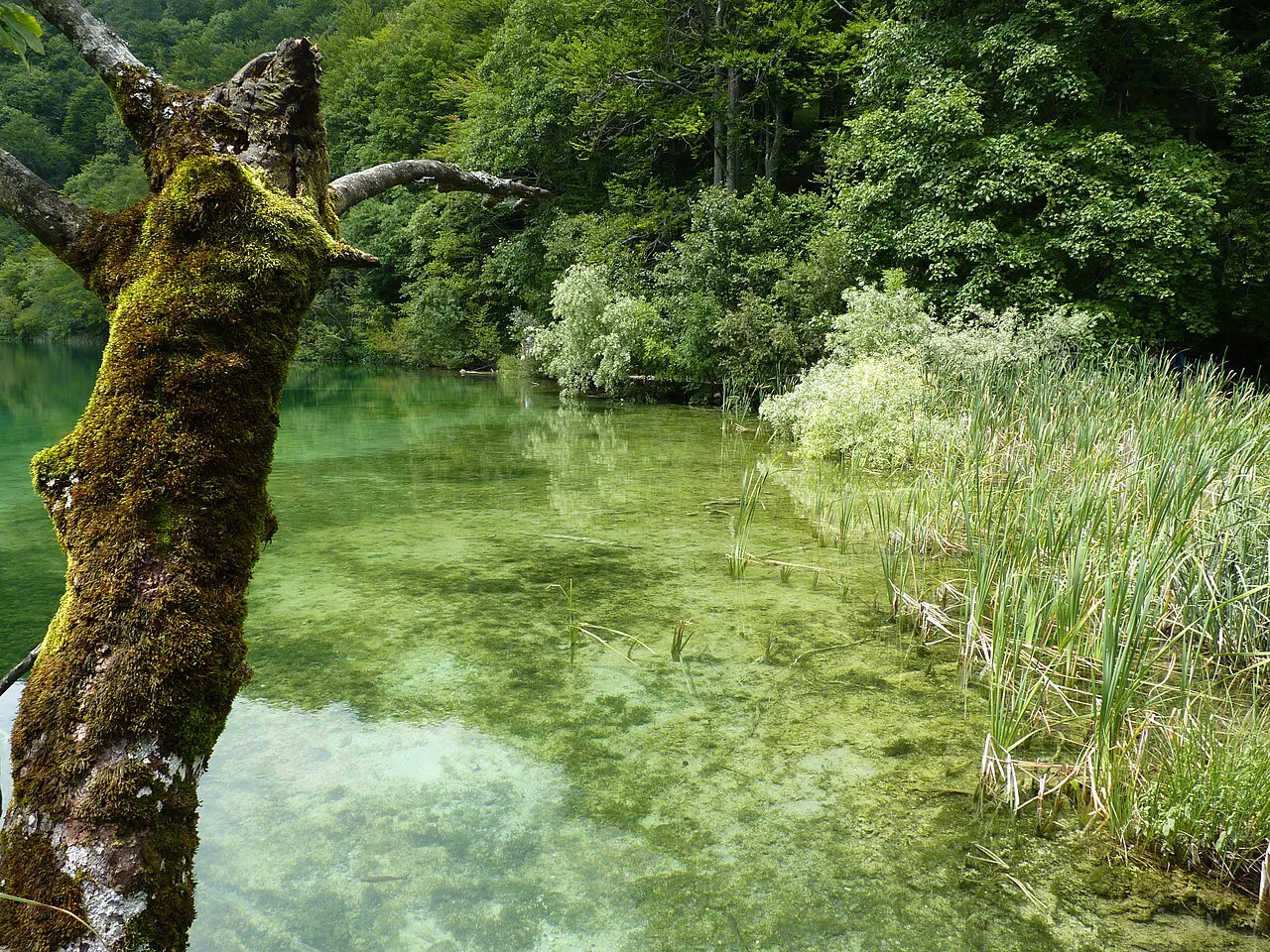 Galovac lake, Plitvice Lakes National Park.
