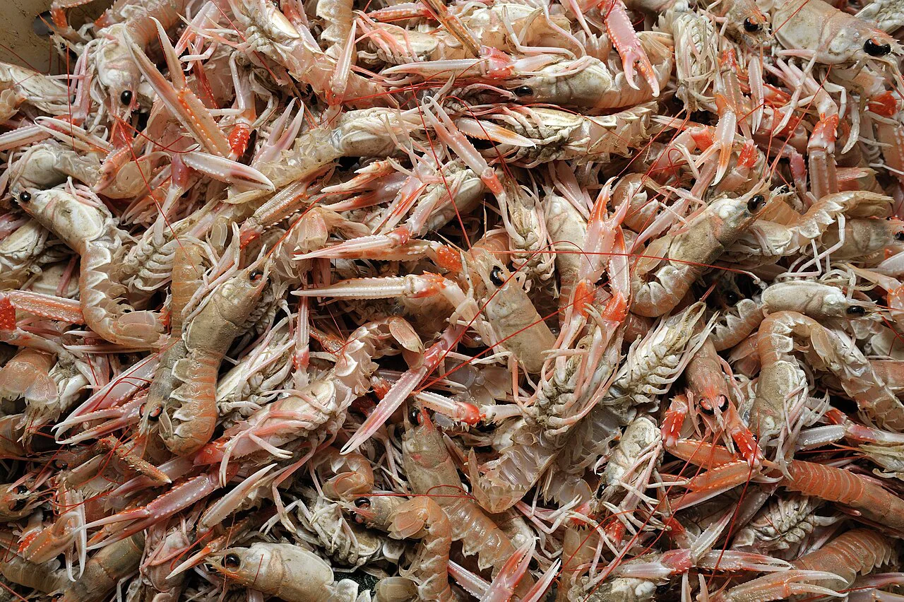 Fresh langoustines (scampi).