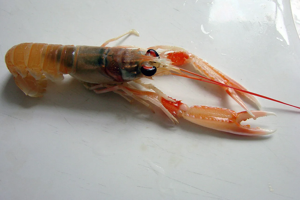 A whole langoustine (scampo).