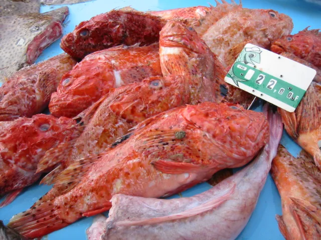 Red scorpionfish on a fish stall in Marseille.