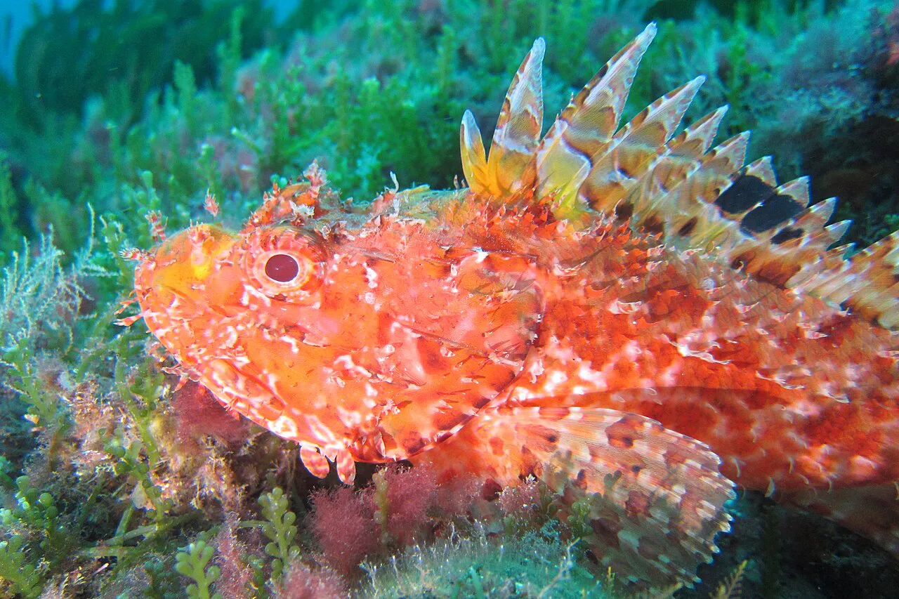A red scorpionfish (Scorpaena scrofa), known in Croatia as škrpina.