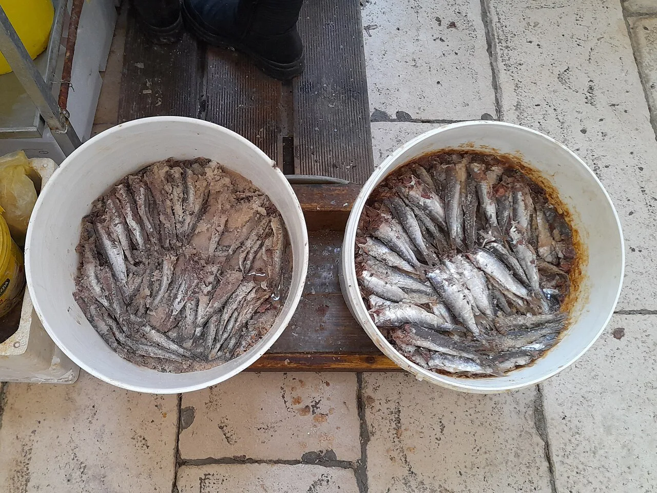 Bowls of small fish at the fish market in Split.