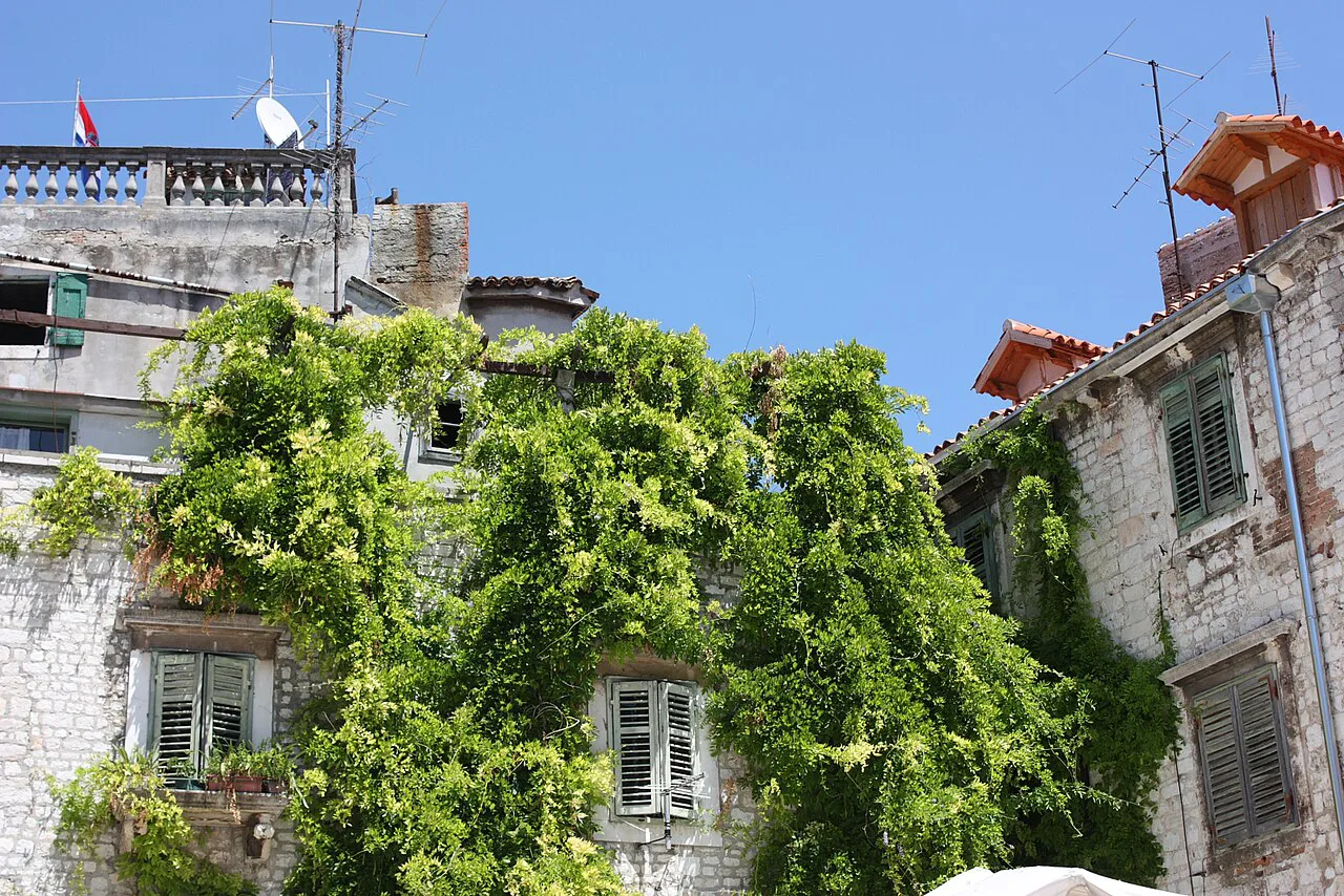 Ivy-covered houses in Šibenik's old town.