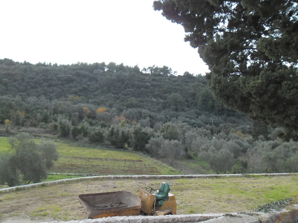 Olive groves on the island of Šipan.